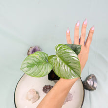 Load image into Gallery viewer, Philodendron Sodiroi True Form Shipped Nationwide