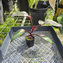 Load image into Gallery viewer, Philodendron Pink Princess, Exact Plant Variegated Ships Nationwide