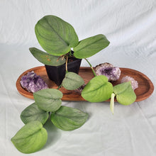 Load image into Gallery viewer, Scindapsus Silver Hero, Exact Plant