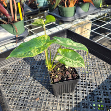 Load image into Gallery viewer, Philodendron Burle Marx, Exact Plant Variegated Ships Nationwide