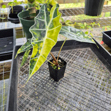 Load image into Gallery viewer, Alocasia Sanderiana Bull Aurea, Exact Plant Variegated