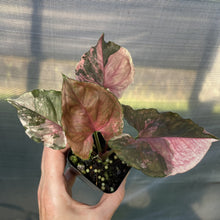 Load image into Gallery viewer, Syngonium Strawberry Ice Variegated exact plant, Fedex 2day*