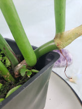 Load image into Gallery viewer, Philodendron Crassinervium, Exact Plant