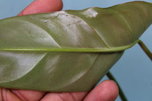 Load image into Gallery viewer, Philodendron Bernadopazii Exact Plant