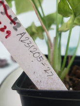 Load image into Gallery viewer, Syngonium Pink Spot Variegated 4" pot, Fedex 2 day*