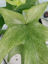Load image into Gallery viewer, Florida Ghost, exact plant, Philodendron, ships nationwide