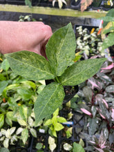 Load image into Gallery viewer, Zamioculcas Zamiifolia Wild Form ZZ Variegated 2.5" pot, Fedex 2day*