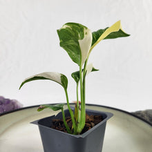 Load image into Gallery viewer, Monstera Lechleriana Variegated 2.5" pot, Fedex 2day*