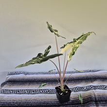 Load image into Gallery viewer, Alocasia sarian Albo, Exact Plant Ships Nationwide.