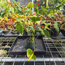 Load image into Gallery viewer, Anthurium Veronica green, speckled, Exact Plant, Ships Nationwide