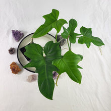 Load image into Gallery viewer, Philodendron Green Golden Dragon 4" pot, Fedex 2 day*