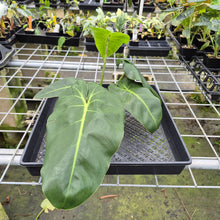 Load image into Gallery viewer, Philodendron Cordatum Kunth exact plant, Fedex 2day*