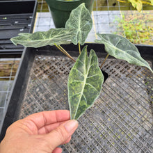 Load image into Gallery viewer, Alocasia Longiloba Black Satun Stardust Variegated, Exact Plant Ships Nationwide