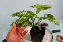 Load image into Gallery viewer, Variegated Syngonium Podophyllum Mojito Double plant Exact Plant
