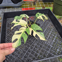 Load image into Gallery viewer, Rhaphidophora Tetrasperma Albo, Exact Plant Variegated Ships Nationwide