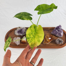 Load image into Gallery viewer, Alocasia Gageana Aurea, Exact Plant Variegated