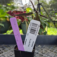 Load image into Gallery viewer, Alocasia nobilis pink Variegated Ships Nationwide