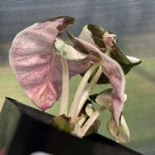 Load image into Gallery viewer, Alocasia Heart Balloon pink variegated exact plant, Fedex 2day*
