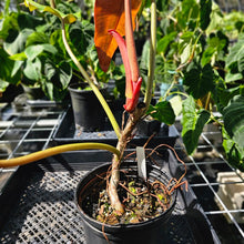 Load image into Gallery viewer, Philodendron Orange Marmalade, Exact Plant Large, 6'' pot Ships Nationwide