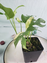 Load image into Gallery viewer, Tetrasperma, exact plant, variegated Rhaphidophora, ships nationwide