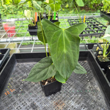 Load image into Gallery viewer, Anthurium Papillilaminum Fort Sherman X Ralph Lynam, Exact Plant Ships Nationwide