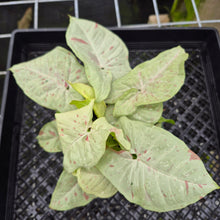 Load image into Gallery viewer, Syngonium Pink Spot Variegated exact plant, Fedex 2day