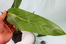 Load image into Gallery viewer, Anthurium Spectabile Wide Form Exact Plant Ships nationwide