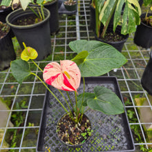 Load image into Gallery viewer, Anthurium Shibori, Exact Plant Variegated