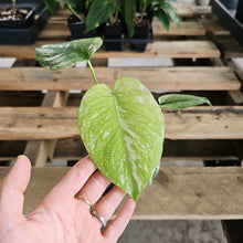 Load image into Gallery viewer, Monstera Deliciosa Mint Exact Plant Variegated Ships Nationwide