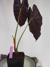Load image into Gallery viewer, Alocasia Grandis, Exact Plant