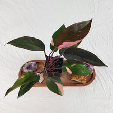 Load image into Gallery viewer, Philodendron Pink Princess Variegated 4" pot, Fedex 2day*