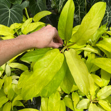 Load image into Gallery viewer, Philodendron Thai Sunrise Variegated 2.5" pot, Fedex 2day*