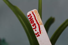 Load image into Gallery viewer, Variegated Alocasia Odora Okinawa Silver Exact Plant