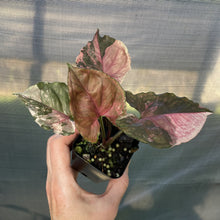 Load image into Gallery viewer, Syngonium Strawberry Ice Variegated exact plant, Fedex 2day*