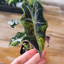 Load image into Gallery viewer, Alocasia sanderiana 'Nobilis' Aurea, Exact Plant Ships Nationwide