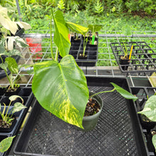 Load image into Gallery viewer, Monstera Borsigiana Aurea, Exact Plant Variegated Ships Nationwide