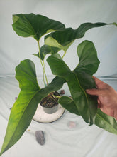 Load image into Gallery viewer, Anthurium Brownii 6" pot, Fedex 2day