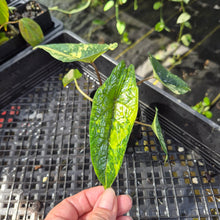 Load image into Gallery viewer, Alocasia scalprum Aurea, Exact Plant Ships Nationwide