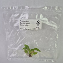 Load image into Gallery viewer, Philodendron Spiritus Sancti tissue culture 2DayAir