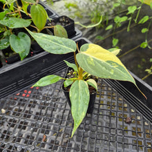 Load image into Gallery viewer, Philodendron Gloriosum Snow Leopard, variegated, Exact Plant Ships Nationwide