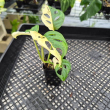 Load image into Gallery viewer, Monstera Adansonii Albo Tricolor Variegated exact plant, Fedex 2day*