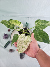 Load image into Gallery viewer, Giganteum 'Blizzard', exact plant, variegated Philodendron, ships nationwide