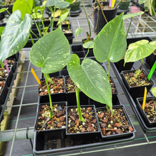 Load image into Gallery viewer, Monstera Deliciosa White Monster Variegated 4" pot, Fedex 2day*
