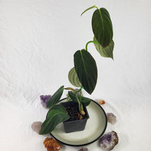 Load image into Gallery viewer, Philodendron Gigas, Exact Plant Ships Nationwide