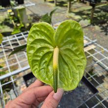 Load image into Gallery viewer, Anthurium Midori Green, Exact Plant
