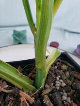 Load image into Gallery viewer, Domesticum, Exact Plant, variegated Philodendron