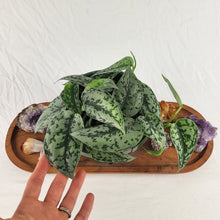 Load image into Gallery viewer, Scindapsus Silver Lady, Exact Plant multi pot Ships Nationwide
