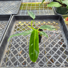 Load image into Gallery viewer, Philodendron Patriciae, Exact Plant Ships Nationwide