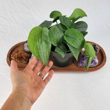 Load image into Gallery viewer, Scindapsus Silver Hero 6" pot, Fedex 2day