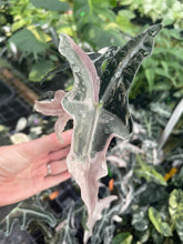 Load image into Gallery viewer, Alocasia Nobilis Pink variegated 2.5" pot, Fedex 2day*